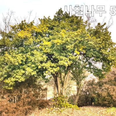 사철나무R50 1주 [전북 정읍시 소성면]