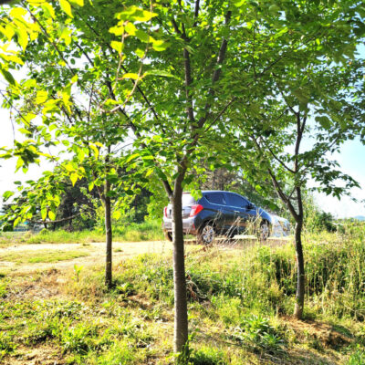 산벚나무 산벗나무 B8-B12 170주 [전북 정읍시 소성면]
