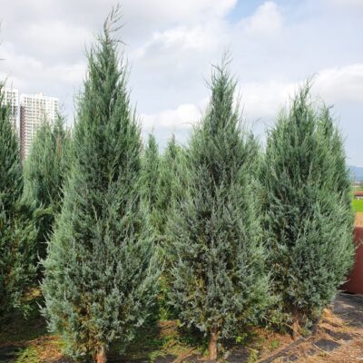 블루엔젤H2.0-H2.5 300주 [충남 서산]
