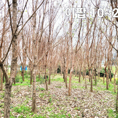 이팝나무R10-R20 700주 [전북 정읍시 소성면]