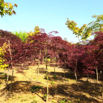 공작단풍 수양단풍 R3점-R6점 800주 [전북 정읍]