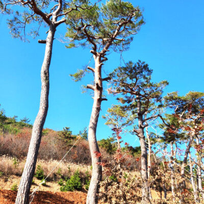 산채소나무(모찌) R40점-R60점 150주 [전북 정읍]