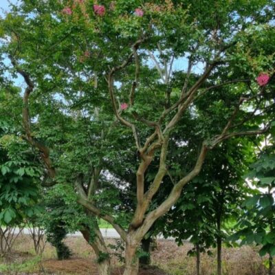 배롱나무 백일홍 R40점 2주 [전남 순천]
