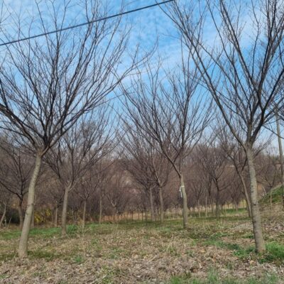 느티나무 R12점-R20점 1500주 [경기 평택]