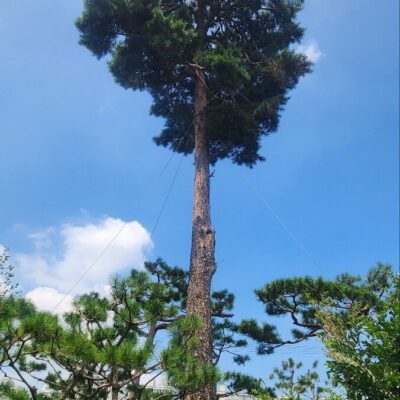 [경기 고양] 조형소나무 모찌 R15점-R35점 111주