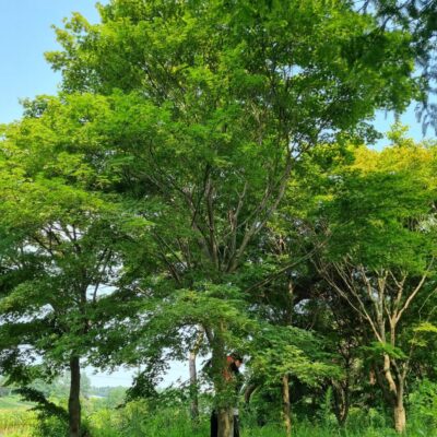 청단풍 R25점 10주 [충남 당진 송악읍 금곡리]