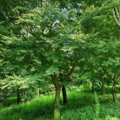 청단풍 R30점 1주 [충남 당진 송악읍 금곡리]