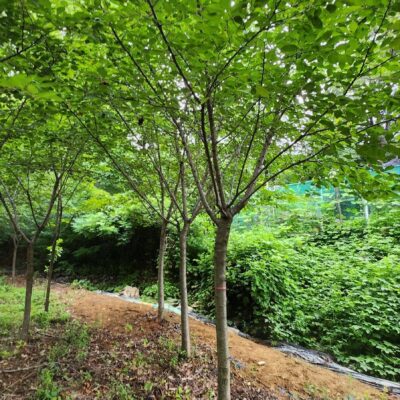 왕벚나무 B10점 50주 [대구 경산]
