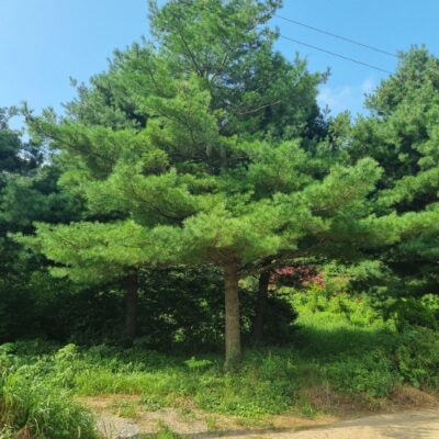 스트로브잣나무 H10.0 X R40점 7주 [충남 서산 성연면 일람리]