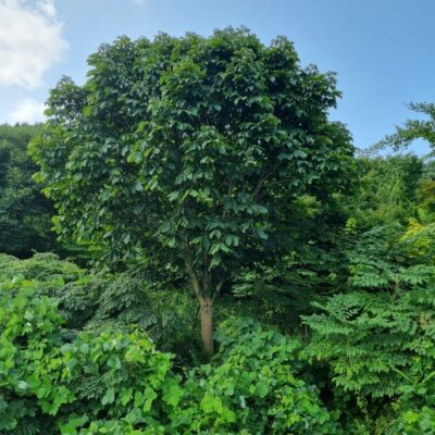 칠엽수 R35점 1주 [충남 서산 성연면 일람리]