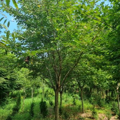 왕벚나무 B15점 4주(2주 규격 조금 빠짐 - B14점 이상) [충남 서산 지곡면 산성리]
