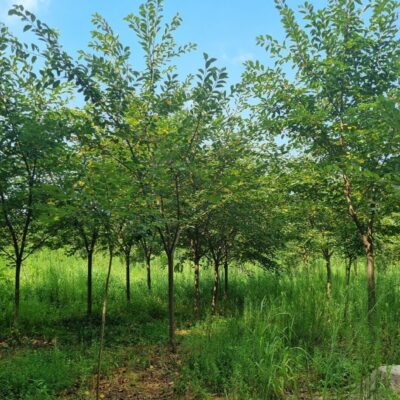 왕벚나무 B8점-B10점(지하고 H1.2) 50주 [충남 서산 지곡면 화천리]