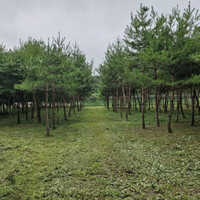 소나무 R15점-R20점 400주 [강원 강릉]