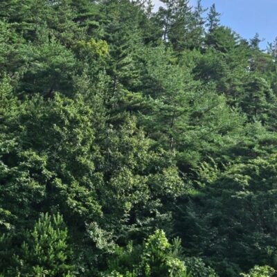 해송 R30점-R50점 5000주 [전남 해남]