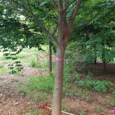 느티나무 R20점 500주 [경기 평택]