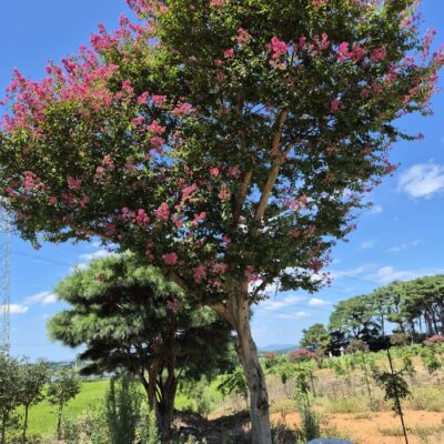 배롱나무 R30점 2주 [전북 고창]