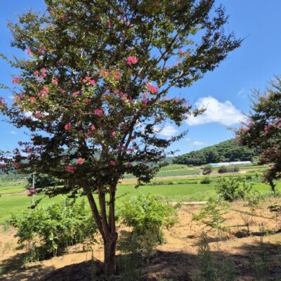 배롱나무 R25점 2주 [전북 고창]