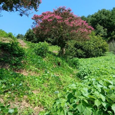 배롱나무 R40점 1주 [충남 논산]