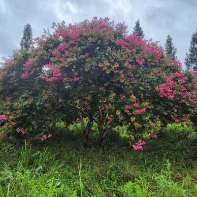 배롱나무 백일홍 (다간형) R40점 2주 [전남 나주]