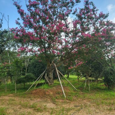 배롱나무 백일홍 R35점 1주 [전남 광주]