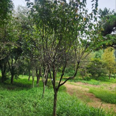 모과나무 R15점 1주 [충남 당진 송악읍 금곡리]