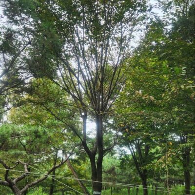 느티나무 R33점 2주 [충남 당진 송악읍 금곡리]