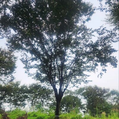 느티나무 R35점 1주 [충남 당진 송악읍 금곡리]