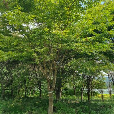 느티나무 R30점-R35점 7주 [충남 서산 갈산동]