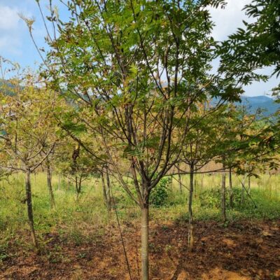 마가목 R8점-R10점 100주 [충남 서산 대산읍 운산나루터길]