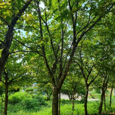 산딸나무 R20점 4주 [충남 서산 대산읍 운산리]