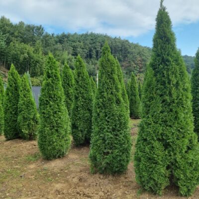 에메랄드그린 H2.5-H3.0 100주 [충남 서산 팔봉면 양길리]