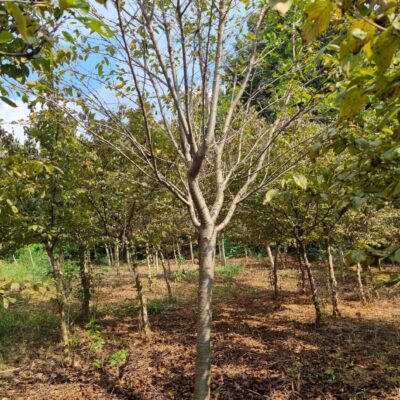 왕벚나무 B11점 이상 8주 [충남 서산 대산읍 운산타루터길]