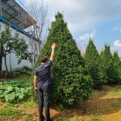주목 H3.0 X W2.0 30주 [충남 서산 대산읍 운산나루터길]