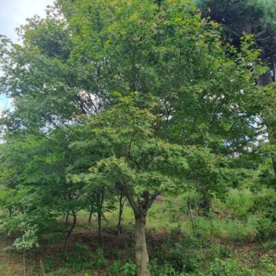 청단풍 R30점 1주 [충남 서산 성연면 예덕리]