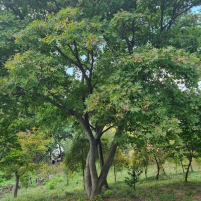 청단풍 R35점 1주 [충남 서산 성연면 예덕리]