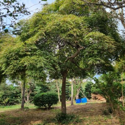 공작단풍 R15점-R20점 50주 [충남 서산 해미면 동암리]