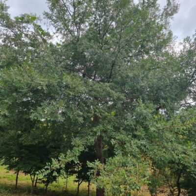 느릅나무 R30점 1주 [충남 서산 해미면 동암리]