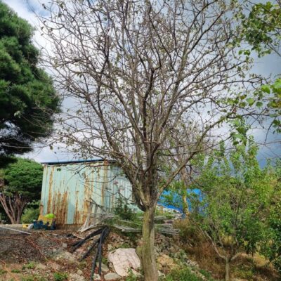 모과나무 R40점 1주 [충남 서산 해미면 동암리]