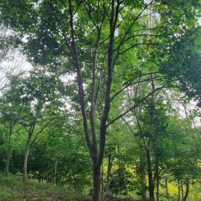 목련 R30점-R35점 7주 [충남 서산 해미면 동암리]