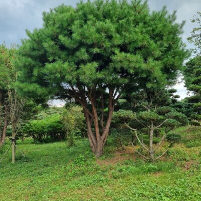 반송 H5.0 X W5.0 1주 [충남 서산 해미면 동암리]