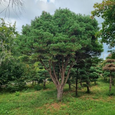 반송 H5.0 X W6.0 1주 [충남 서산 해미면 동암리]