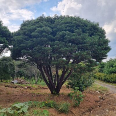 반송 H6.0 X W6.0 1주 [충남 서산 해미면 동암리]