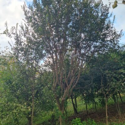 배롱나무(흰꽃) R20점 1주 [충남 서산 해미면 동암리]