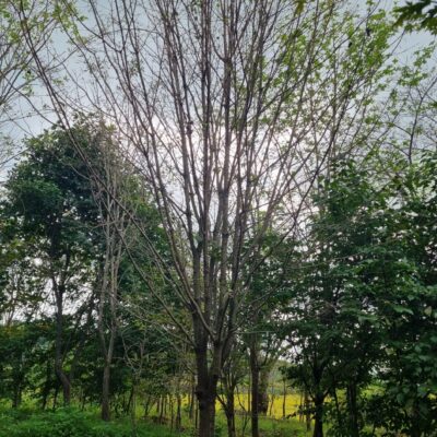 이팝나무 R23점 1주 [충남 서산 해미면 동암리]