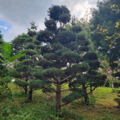 조형섬잣나무 H4.0 X W1.5-W2.0 100주 [충남 서산 해미면 동암리]