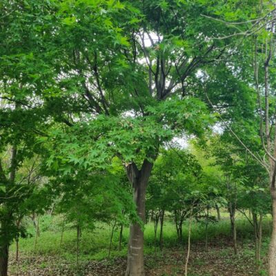 청단풍 R30점 4주 [충남 서산 해미면 동암리]