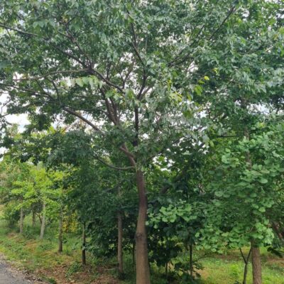 팽나무 R30점 1주 [충남 서산 해미면 동암리]