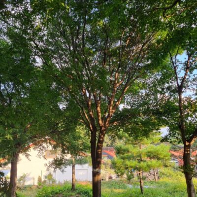 [충남 당진] 청단풍 R25점-R30점 17주