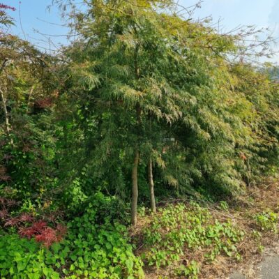[충남 서산] 공작단풍 R6점 100주