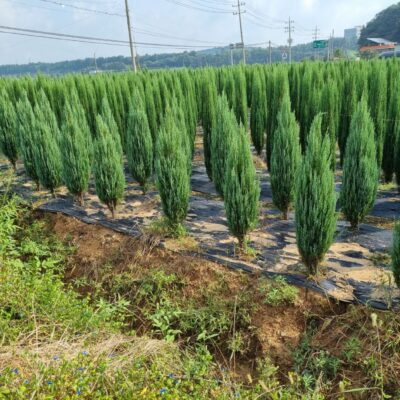 [충남 서산] 문그로우 H1.5-H2.0 100주